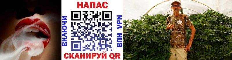 Шишки марихуана гибрид Стародуб